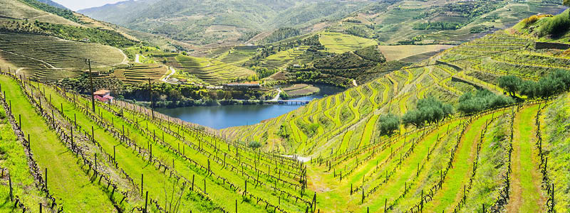 Douro-dalens vinranker i det nordlige Portugal